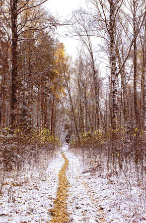 Winter. Cloudy day. The first snow in the wood. Narrow footpathの写真素材