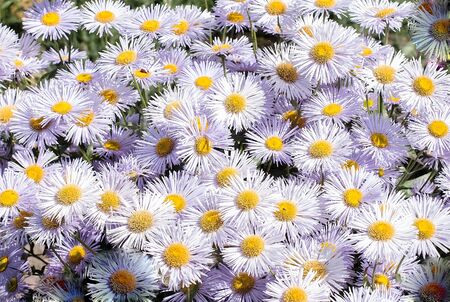 Plants. Flowers the gentle white daisies which are brightly litの写真素材