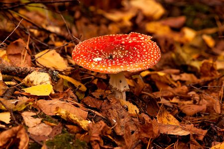 Mushrooms fly agarics poisonous grow in a grassの写真素材