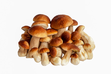 Plants. Group of mushrooms of an autumn crop on a white backgroundの写真素材
