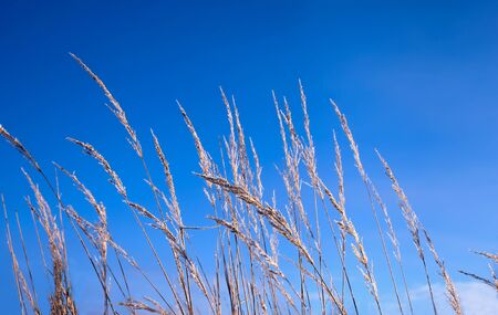 Landscape. Gentle long small stalks of a grass against the blue skyの写真素材