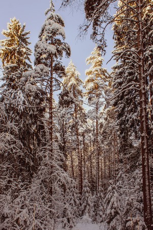 Nature. Forest thicket of a winter forest in the evening. High pines in snowの写真素材