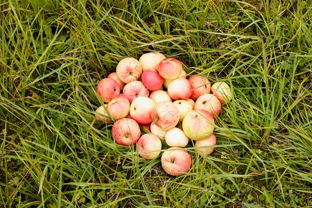 Summer. Ripe red apples lie on a grassの写真素材