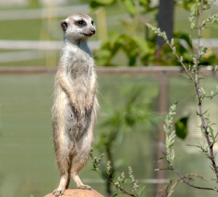 Zoo. Wild animal of gray color. I got up on a stone, protects and looks directlyの写真素材