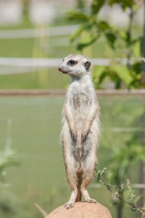 Zoo. Wild animal of gray color. I got up on a stone, protects and looks directlyの写真素材