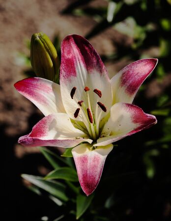The beautiful flower with pink petals openedの写真素材