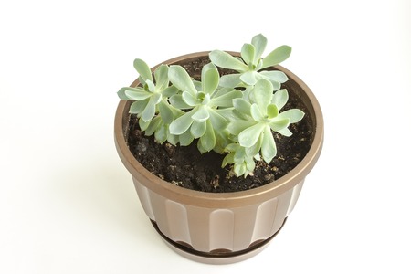 Flower with green short dense vacations in a pot on a white backgroundの写真素材