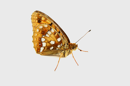 Insects. A butterfly with beautiful color wings on a white backgroundの写真素材