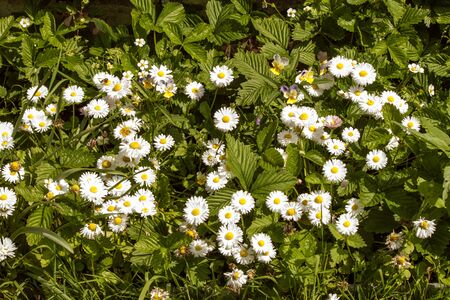 Nature. Flowers white daisies with green leaves in the sunny summer dayの写真素材