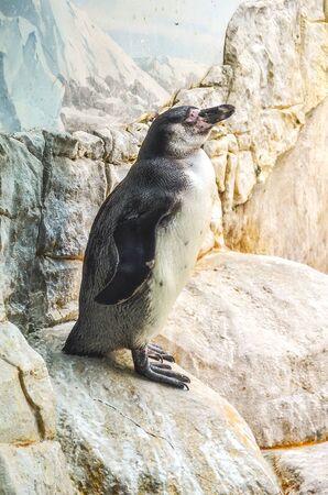 The big penguin costs on the rock in a zooの写真素材