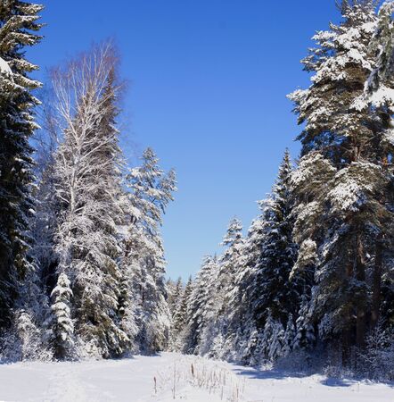 Winter. A frosty sunny day in the woodの写真素材
