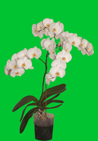 White flowers of an orchid on a green background. It is isolatedの写真素材