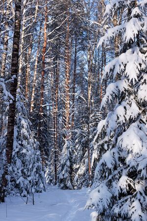 Nature. Winter. Sunny day in the forestの写真素材