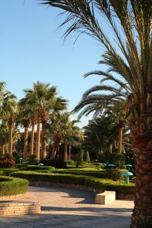 Palm in the tropic garden in hotel in Egyptの写真素材