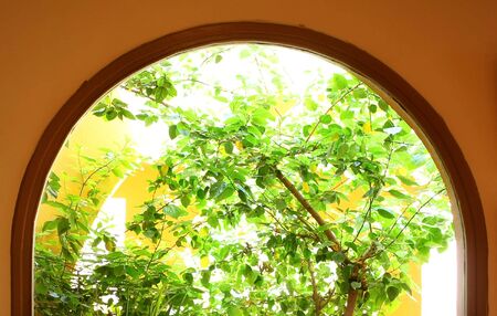Green trees in small yard of hotelの写真素材