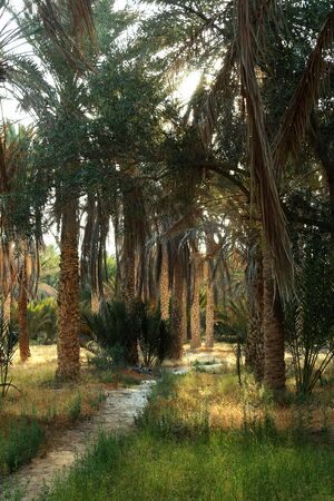 Oasis Tozeur with growth date palmの写真素材