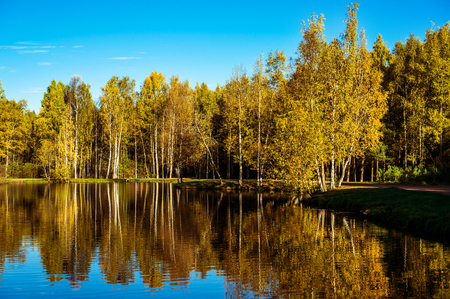 Autumn trees and reflection in water of pond in sunny dayの写真素材