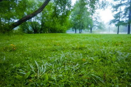 Misty cloudy morning with drops of dew on grass on foregroundの写真素材