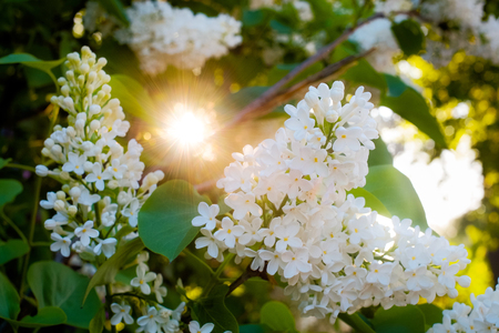 Bush of white lilac glowing in backlight in sunny morningの写真素材