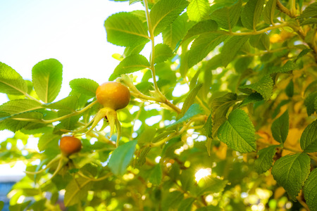 Berries and leaves of bush of briar in sunset in autumnの写真素材