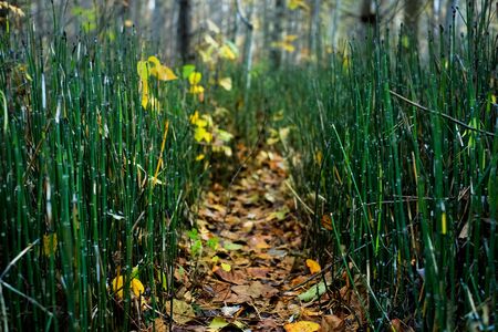 Small pathway with fallen leaves in october forestの写真素材