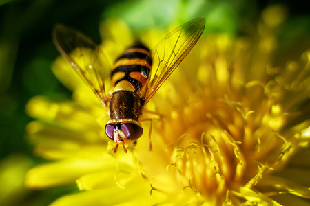 Hoverfly that imitating bee on flower of dandelion