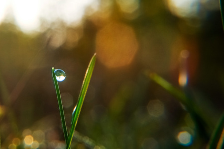 Drop of dew on blade of grass in early morning in autumnの写真素材