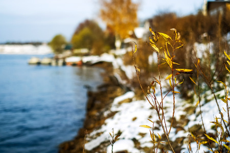 Young shoots of the tree with yellow leaves next to river in winter dayの写真素材
