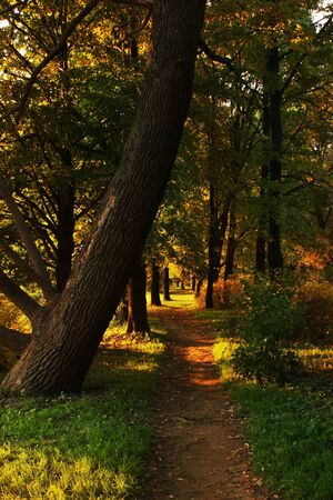 Sunset in the Kirov park with path receding into the distanceの写真素材