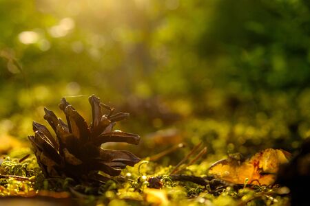 Pine cone lies in the moss in the forest with evening sunshineの写真素材