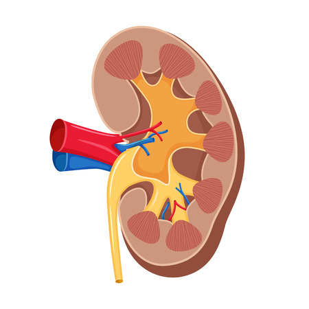Human kidney anatomy. Kidney medical science vector illustration. Internal human organ: kidney, ureter and tract, ranal artery, aorta and vein. Human kidney anatomy education illustrationのイラスト素材