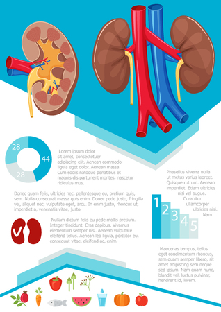 Human kidney infographic poster with chart, diagram and icon. Healthy food icon useful for kidney. Kidney medical science infographic with chart, diagram. Vector kidney infographic brochure with chartのイラスト素材