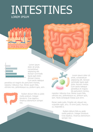 Human intestines infographic poster with chart, diagram and icon. Intestines anatomy medical science infographic with chart, diagram. Vector intestines infographic brochure with chart Gastrointestinalのイラスト素材