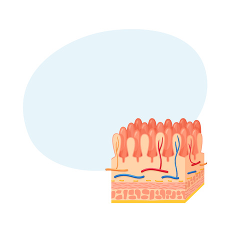 Intestinal wall anatomyのイラスト素材