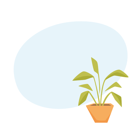 Drimiopsis, Dieffenbachia, Syngonium in pot. Interior home and office houseplant cartoon vector illistration. Flower growth and gardening.のイラスト素材