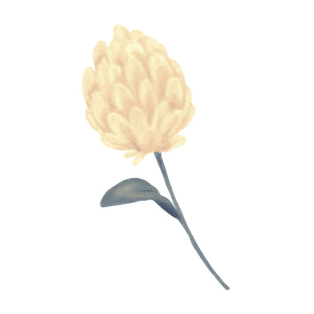 Clover flower. Herbのイラスト素材