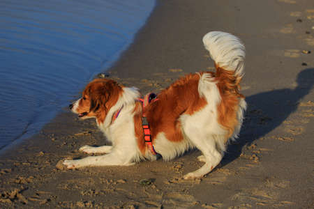 Cute dutch Kooikerhondje trying to play on the beachの写真素材