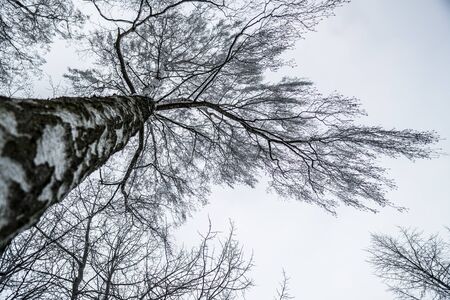 Majestic birch tree during the swedish winter