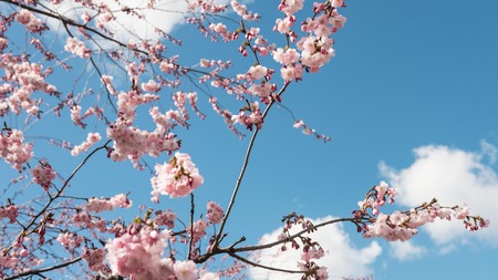 Pink cherry tree blooming flowers out in a park area during a sunny day with nice blue sky