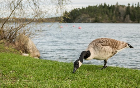 Wild goose or geese eating grass by the side of a lake with beautiful pine forest island in the backgroundの写真素材