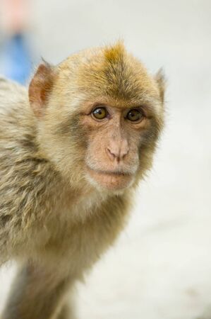Young monkey looking into the camera in Gibraltar.