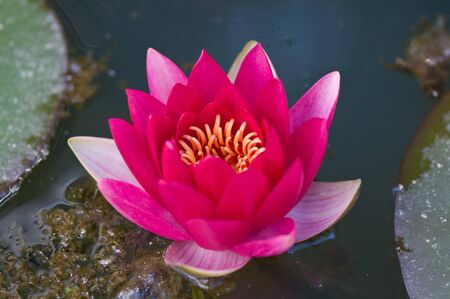 Beautiful lotus flower in the pond.