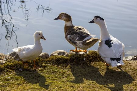 Ducks on the lakeの写真素材