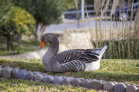 The rest of the Geeseの写真素材