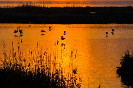 Pink flamingos at sunsetの写真素材