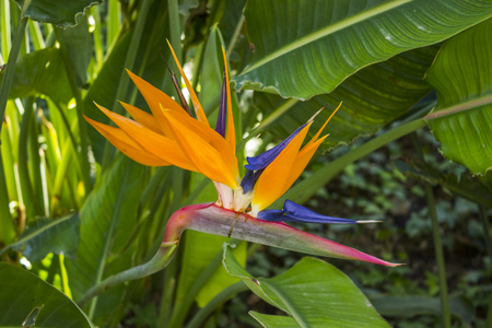 Strelitzia flowerの写真素材