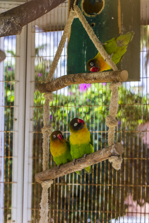 Lovebirdの写真素材