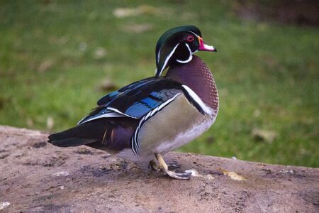 Wood Duckの写真素材