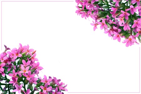 Spring flowering isolated pink frame on whiteの写真素材