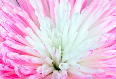 Pink Chrysanthemum Flower Macro Closeup or surfaceの写真素材